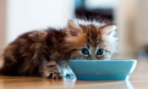 为什么猫咪喝羊奶会呕吐