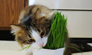 猫咪多大喂猫草