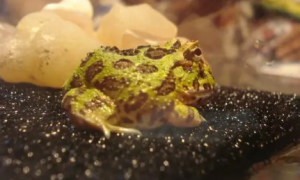 养角蛙的十大忠告