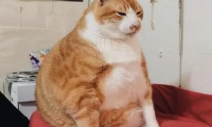 冬天猫咪为什么容易胖起来