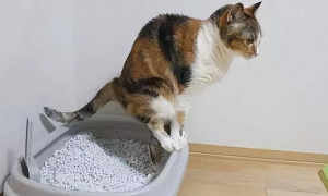 猫咪为什么会在猫砂排便呢