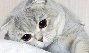 为什么猫咪的眼神那么忧郁