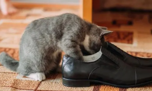 猫咪为什么舔毛毛鞋子呢怎么回事