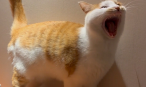 猫咪为什么都是嘤嘤怪叫的声音