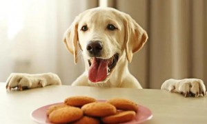 狗狗降血糖最有效的食物