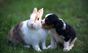 狗狗总咬兔子头发是为什么呢