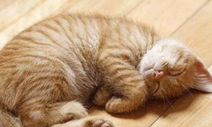 为什么猫咪睡觉会有声音
