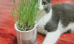 猫草用什么水