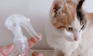 用什么去除猫尿味最好的方法