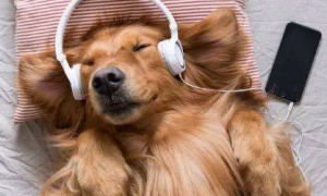 狗狗也喜欢音乐吗