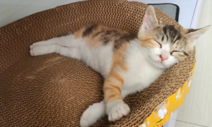 猫咪为什么喜欢睡麻绳