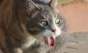 猫咪为什么频繁呕吐