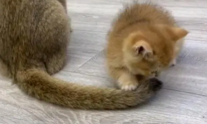 小猫咪为什么爱玩尾巴