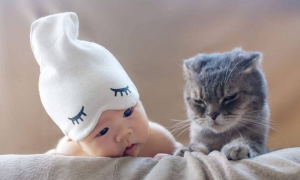 为什么猫咪喜欢小婴儿呢