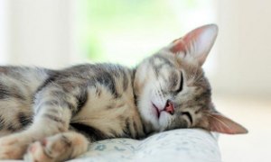 猫咪常常睡觉好吗为什么