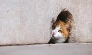 猫咪爱躲洞洞里怎么回事