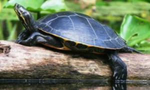 龟每天吃多少龟粮