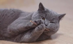 小猫咪为什么磨牙呢怎么回事