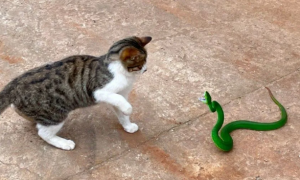 猫咪吃了毒蛇会死吗