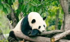 大熊猫美香回国了吗