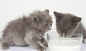 猫咪为什么要喝猫奶粉呢