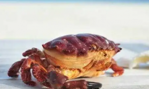 螃蟹能不能吃乌龟的食物