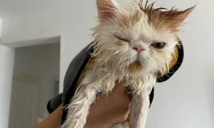 为什么猫咪特别爱洗澡呢