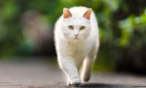 猫咪脚为什么不敢着地走路