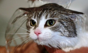 猫咪洗澡会吐水沫怎么回事