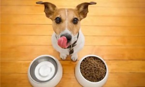 宠物狗如何保健食物和狗粮一起吃