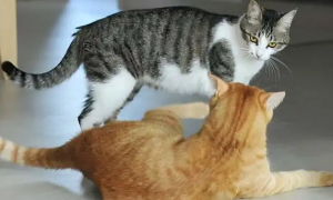 猫咪看着伙伴打架是为什么呢