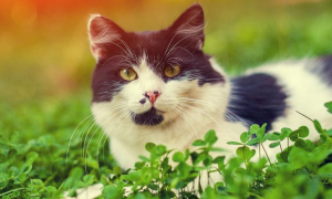 猫咪三叶草能吃吗好吃吗