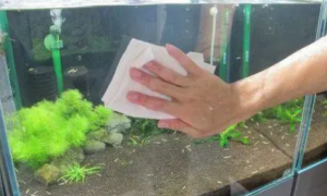 鱼缸玻璃上的水渍怎么去除