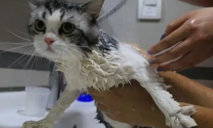 猫咪为什么必须洗澡呢