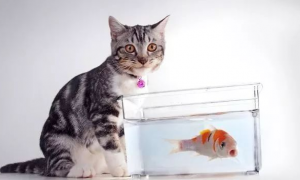 家里养猫又养鱼相克吗