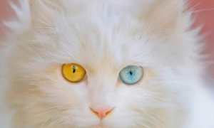 白色异瞳猫稀有吗