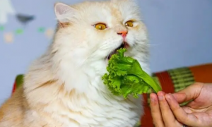 为什么不能给猫咪吃蔬菜