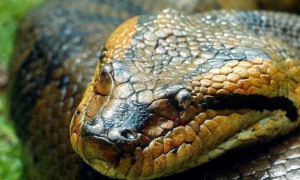 中国最吓人的一条巨蛇
