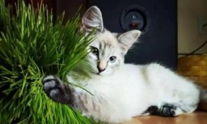 为什么猫咪喜欢猫草
