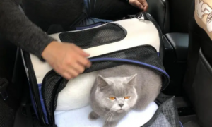 长途客车可以带猫上车吗