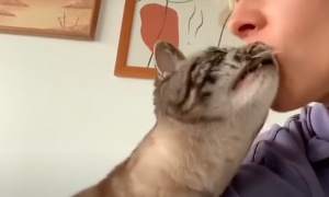 猫猫为什么舔我脸