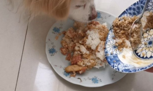 如何自己做狗粮米饭好吃