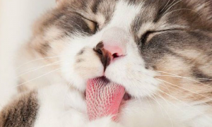 为什么猫咪喜欢咬舌尖