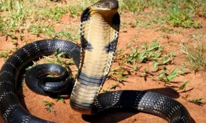 十大寿命最长的蛇排名