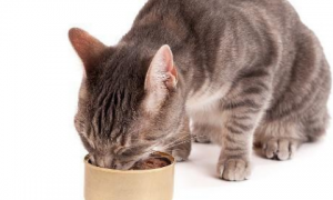 猫咪吃罐头的好处和坏处