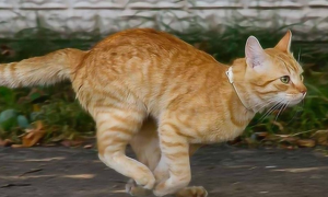 猫咪为什么能跑这么快呢
