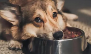 狗狗为什么会吃饭