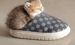 猫为什么害怕拖鞋