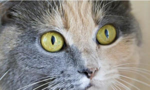 猫咪眼睛歪是什么原因