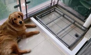 狗狗在阳台会跳下去嘛